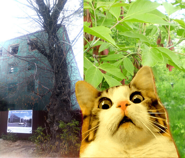 Клен высох... Как-так-то? Чудеса! - коллаж.