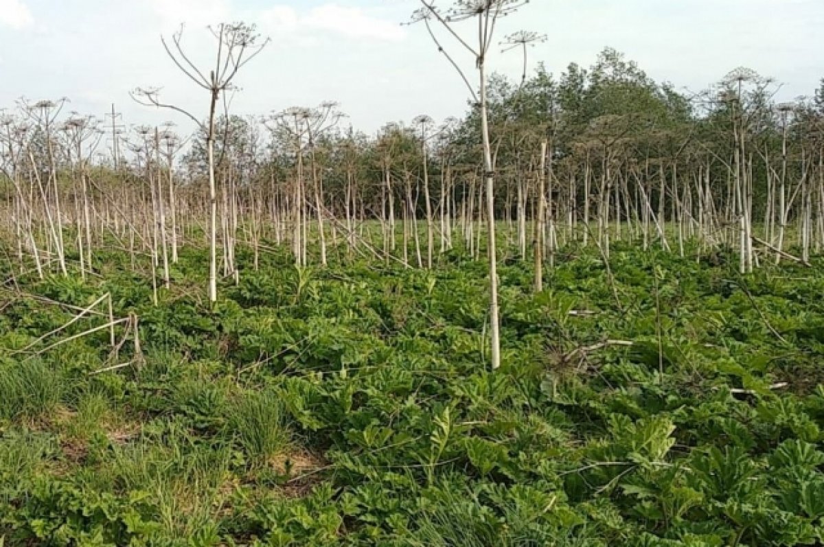    В Перми началась химическая обработка борщевика