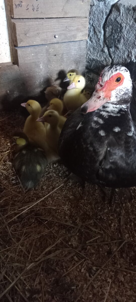 а индоутята пока просто пушочки