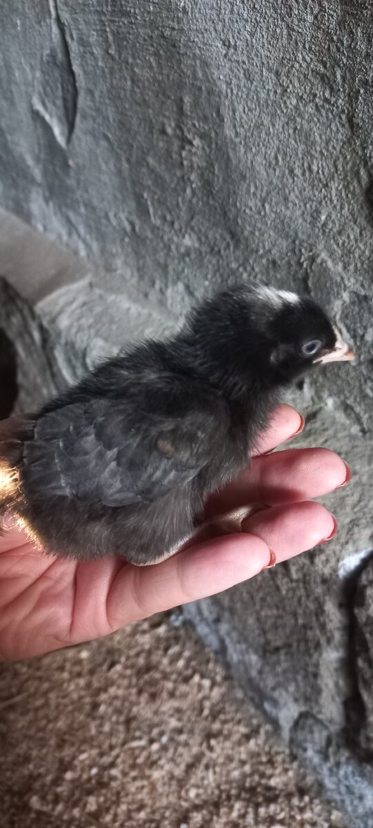 Это тоже черненький, но с белым пятнышком)