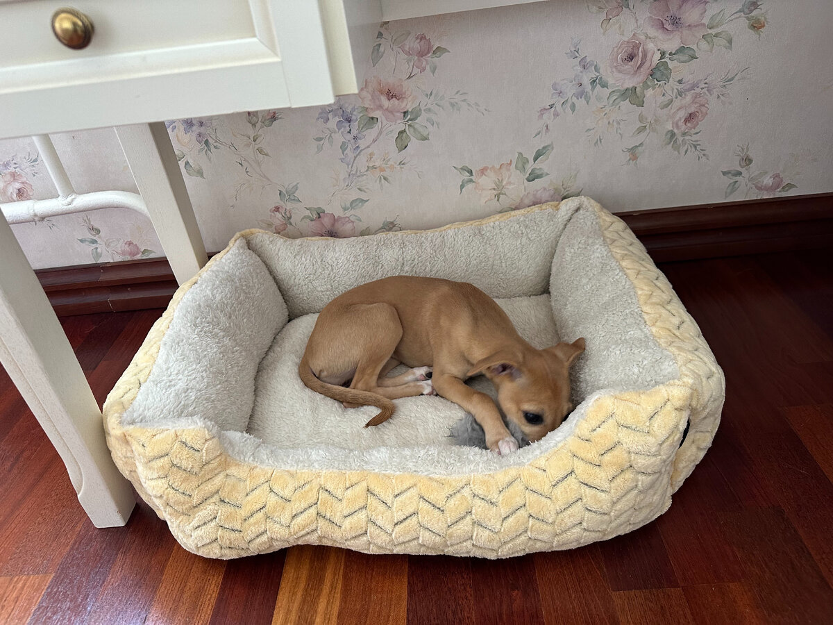 Ассоль исследует новую лежанку, ее вполне устраивает