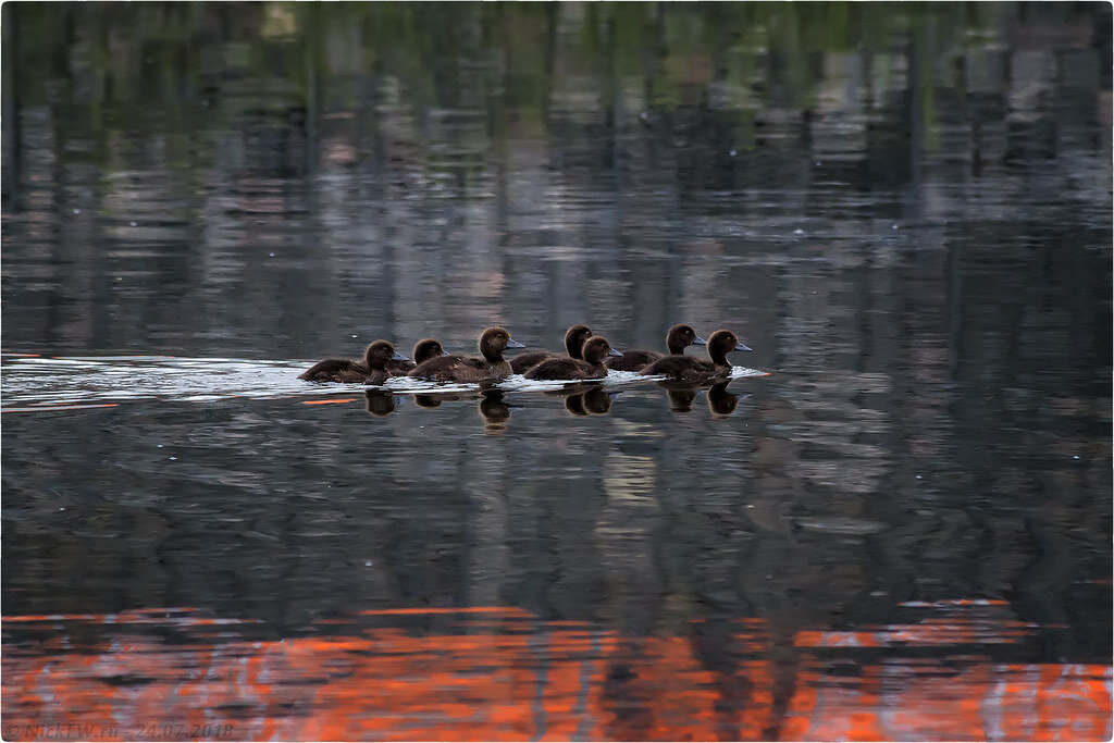 2. Чернеть Хохлатая © NickFW.ru - 24.07.2018г.