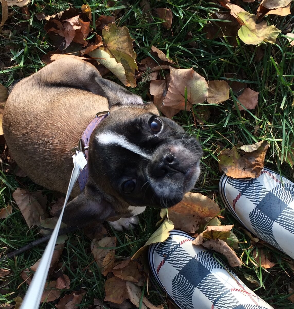 Шарлотка щенок