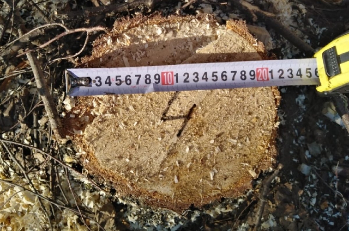    4 дуба ценой 1,4 млн рублей незаконно вырубили в Пензенской области