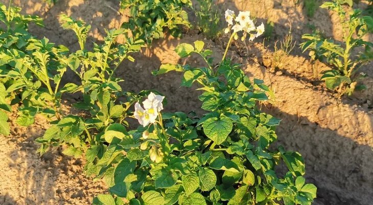    38 сортов картофеля и 33 гибрида сахарной свеклы создано в рамках ФНТП