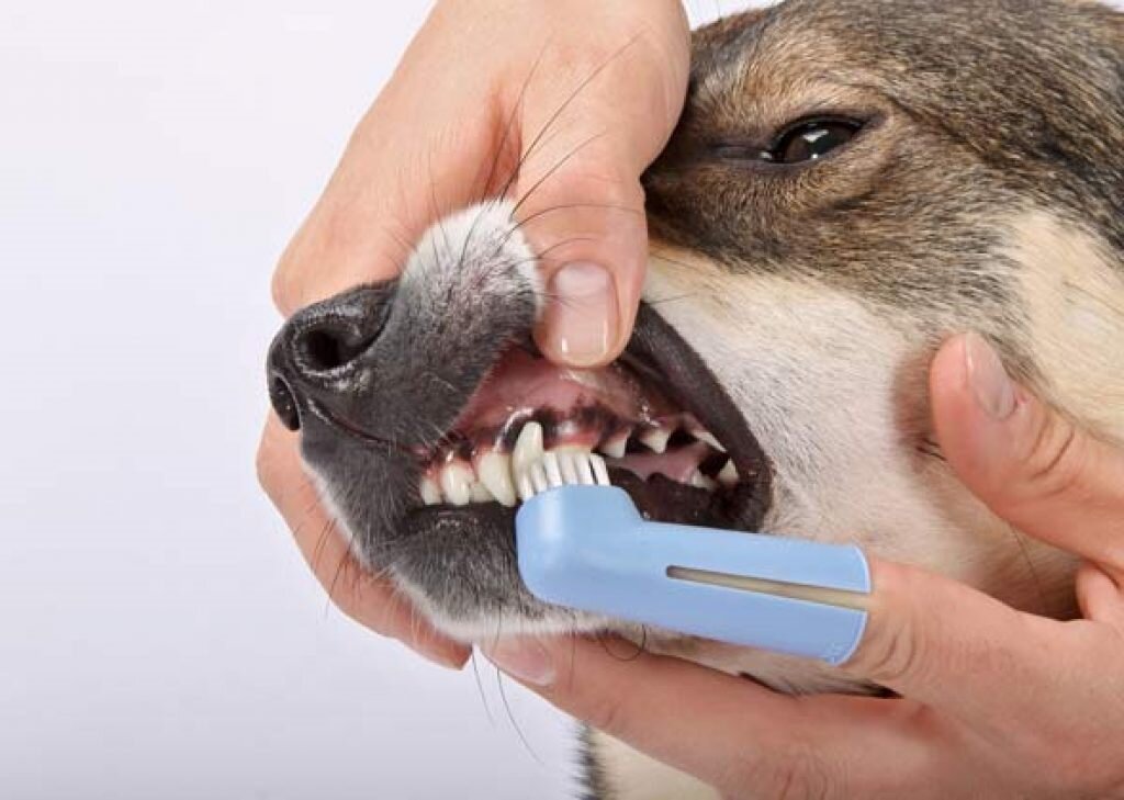 Лечение зубных заболеваний у домашних животных