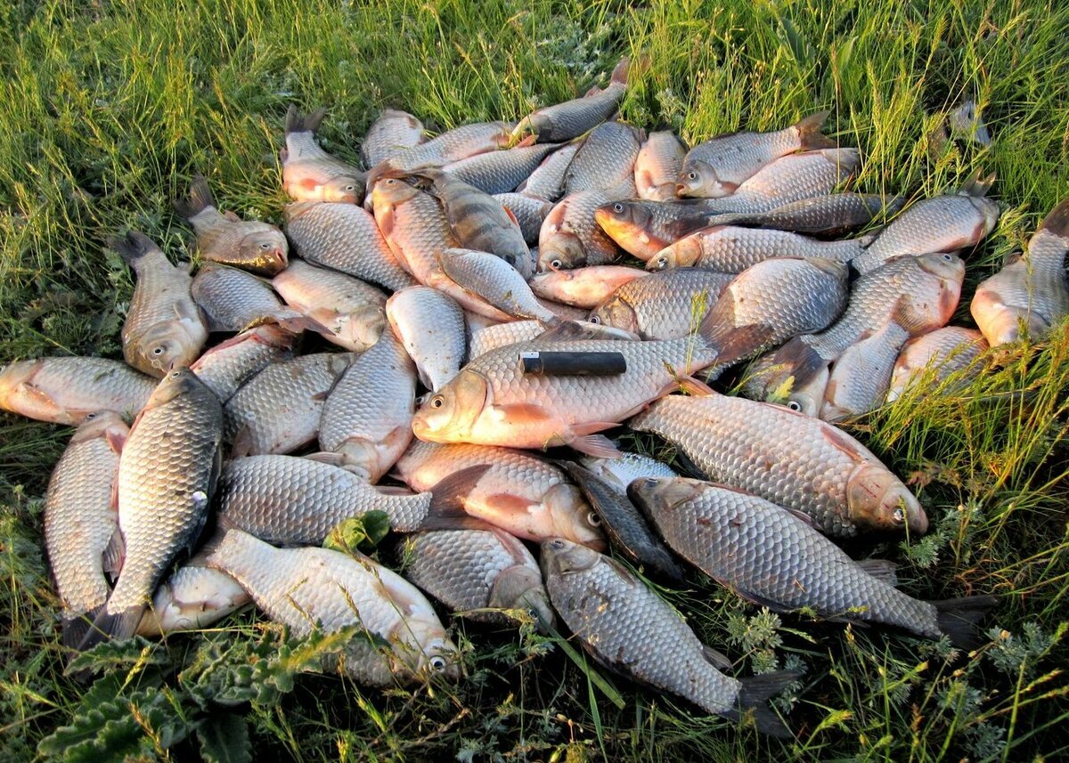 Столько рыбы я еще не ловил