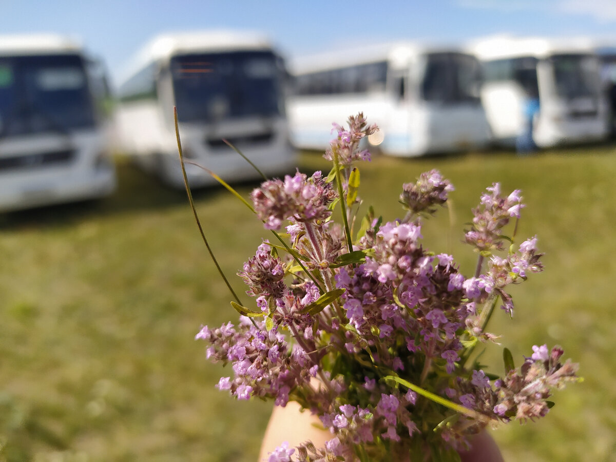 Фото автора. Букетик чабреца