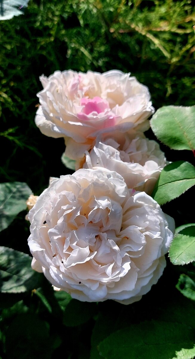 Винчестер Кэсидрал. "Остинка". Хулиганит, как обычно реверсом. Вот он: розовый "язычок" от материнского сорта. 