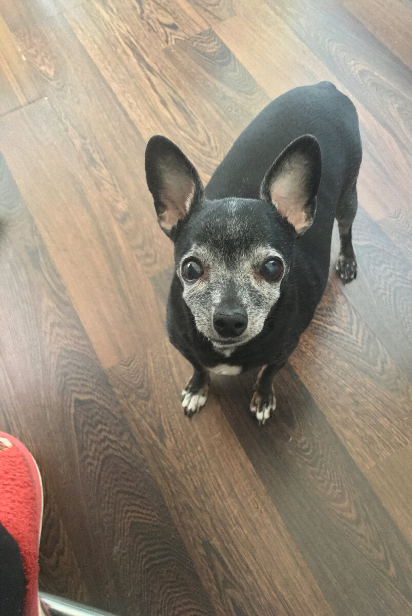 Мой помощник)))