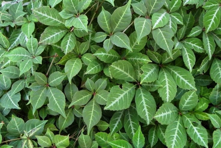      Parthenocissus henryana