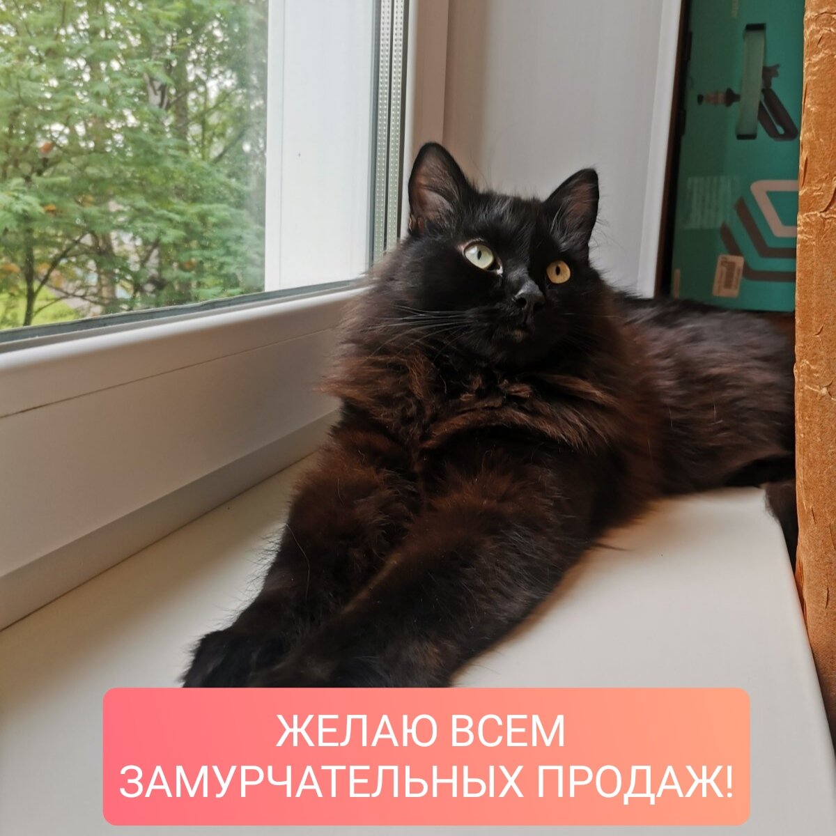 Котофей Тимофей