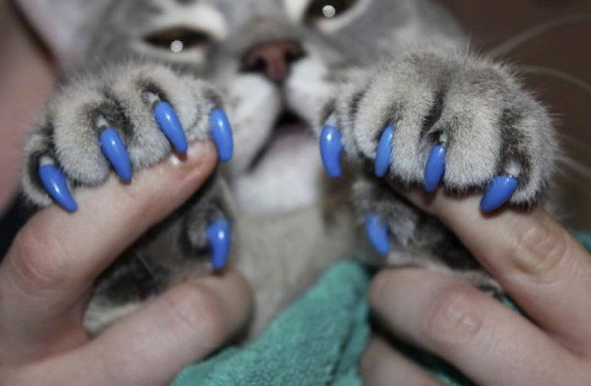 Антицарапки на когти для кошек. Кошка на ногтях. Коньки на ногтях. Накладки на ногти для кошек. Когти кошки купить