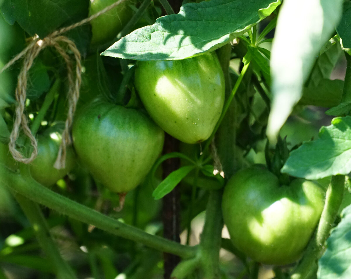 Растения радуют не только листвой, но и плодами