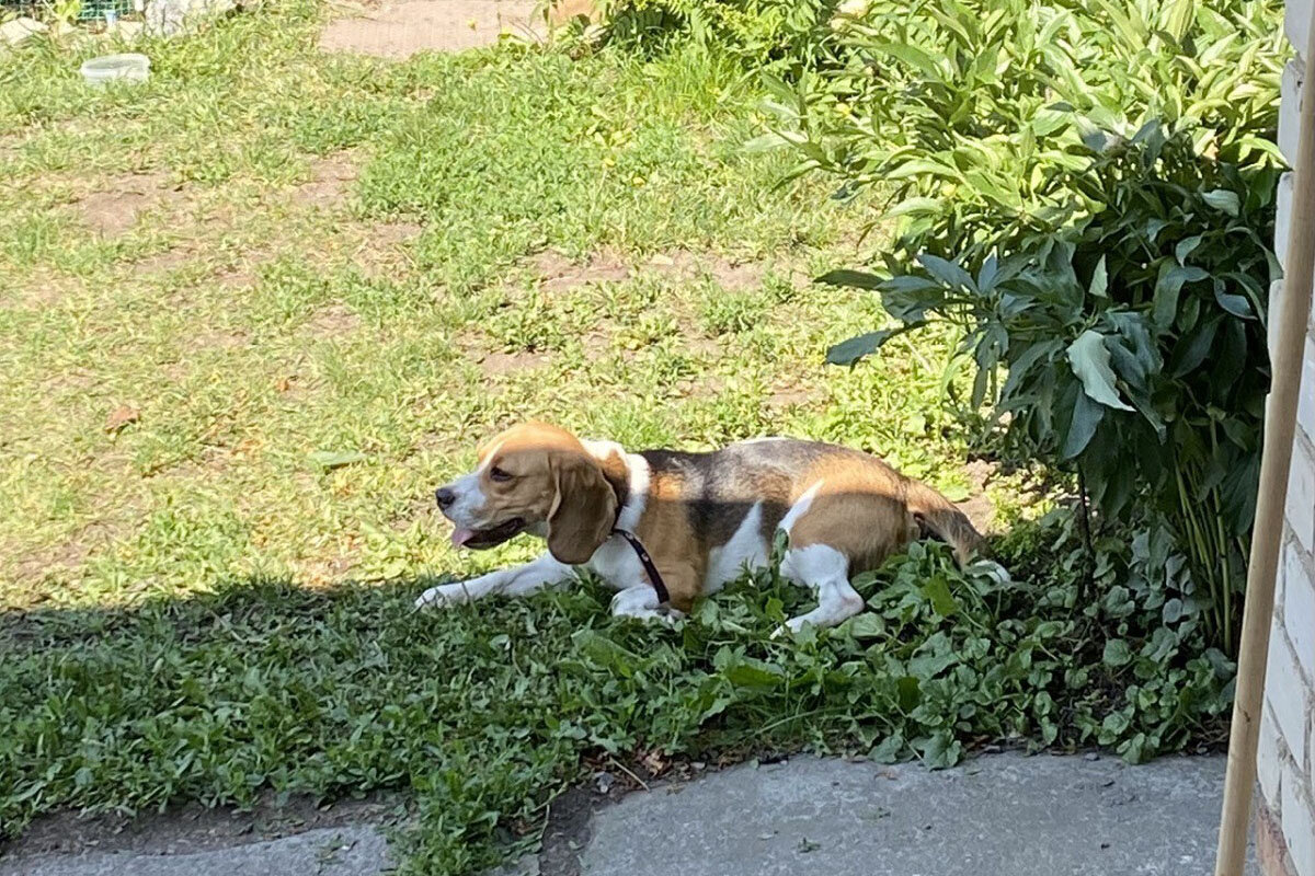    Приучение щенка к улице — длительный и кропотливый процесс. Источник: личный архив Анастасии Сотниковой