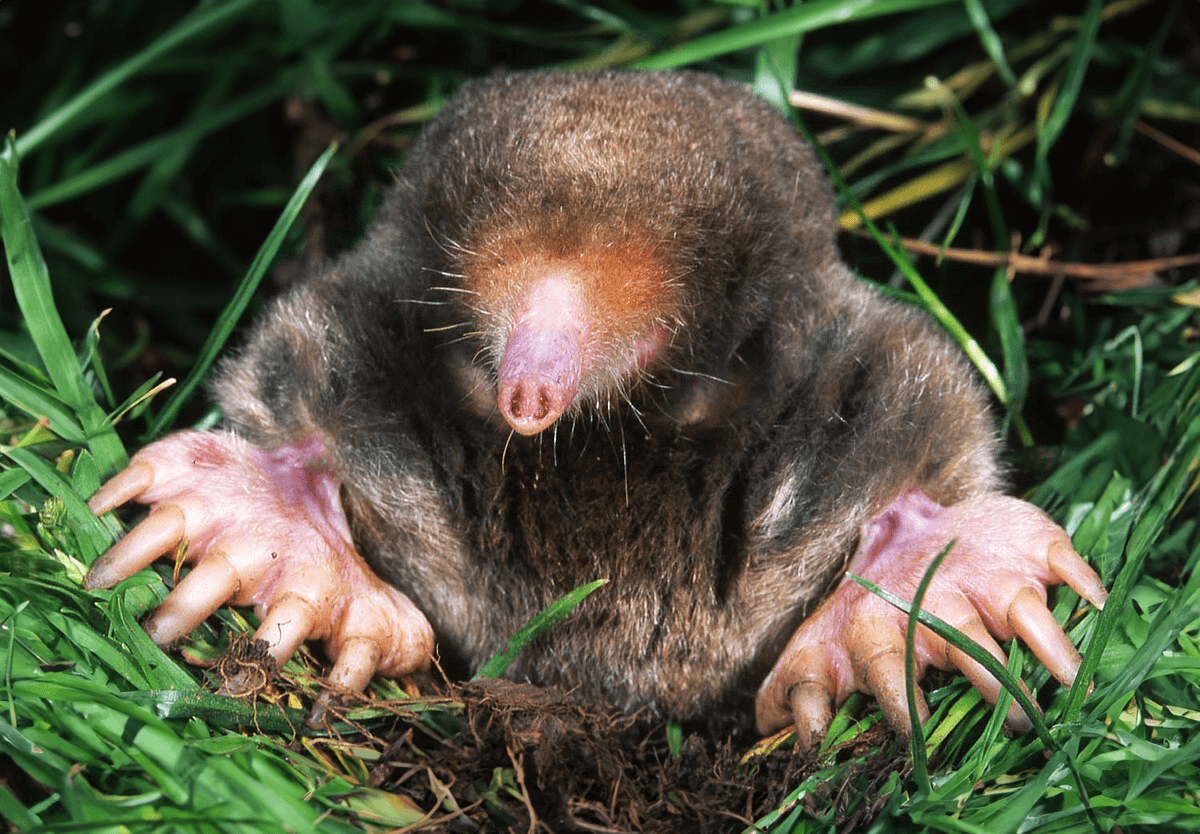 Вы ищете эффективные методы избавления от кротов в саду и огороде? 👍 4 способа от старого садовода 👍 проверено опытом. ✔️ Крот