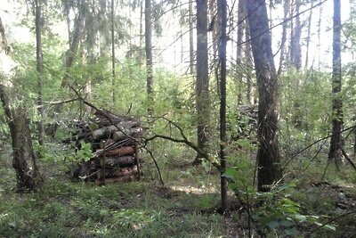    Очищение леса от погибших деревьев © Пресс-служба Комитета лесного хозяйства Московской области