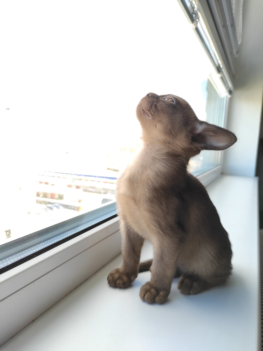 Первые минуты Брайана в новом доме.