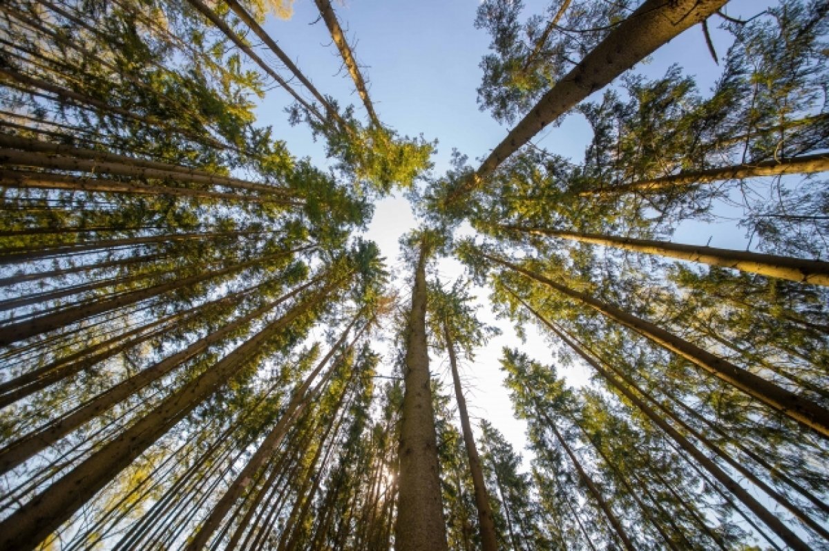    6 июля в Туле ожидается малооблачная погода и до +30