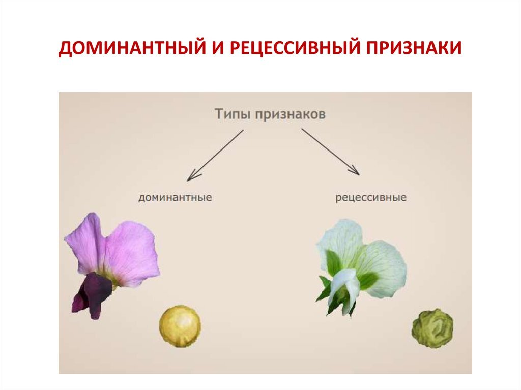 Доминантные и рецессивные признаки. Рецессивный признак. Доминантный признак и рецессивный признак. Признаки доминантности и рецессивности.