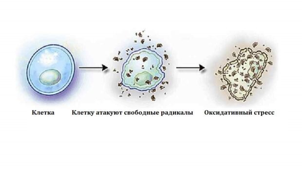 Что происходит с клеткой