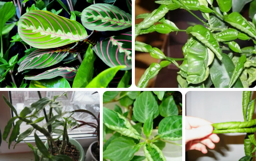 Чем болеют комнатные растения?