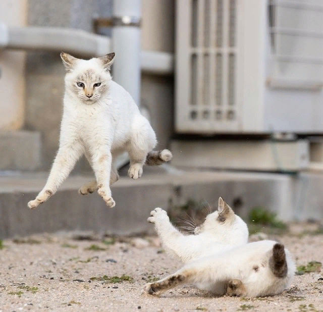 Уверена, вам это понравится! Это подборка фотографий, сделанных японским фотографом Масаюки Оки. Видимо, этот Масаюки любит кошек не меньше, чем мы с вами!-3