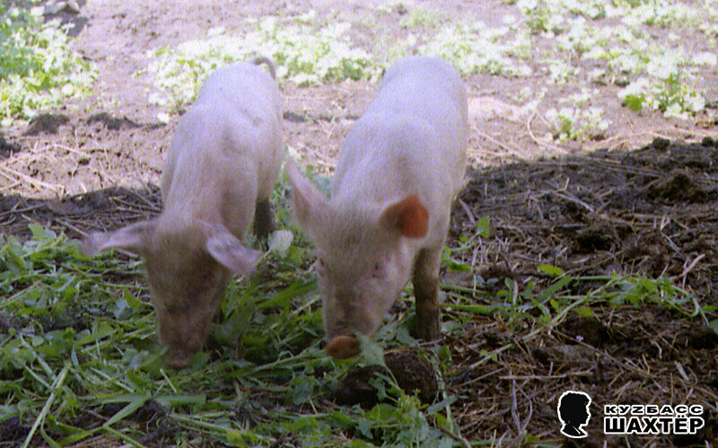 Фото автора. Снимок не имеет прямого отношения к истории, а лишь косвенно иллюстрирует публикацию.
