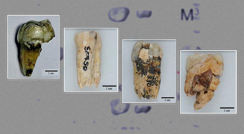   N + 1; Palesa P. Madupe et al. / biorXiv, 2023