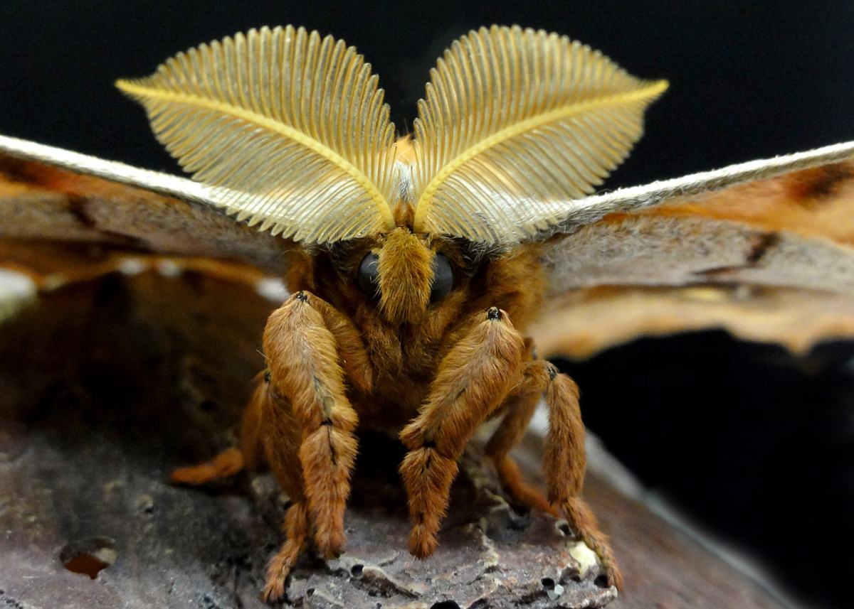 Сатурния Полифема. Сатурния Полифема бабочка. Сатурния-Полифема (Antheraea Polyphemus). Бабочка Тарантул Antheraea Polyphemus.