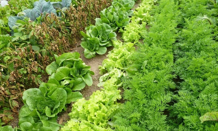 Что можно посеять в июле (Фото взято из открытых источников)