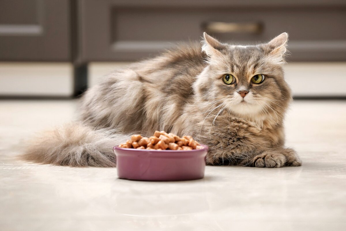 Что делать, если ваша кошка ничего не ест | Зооцентр ПЭТСЭНСЭЙ | Дзен