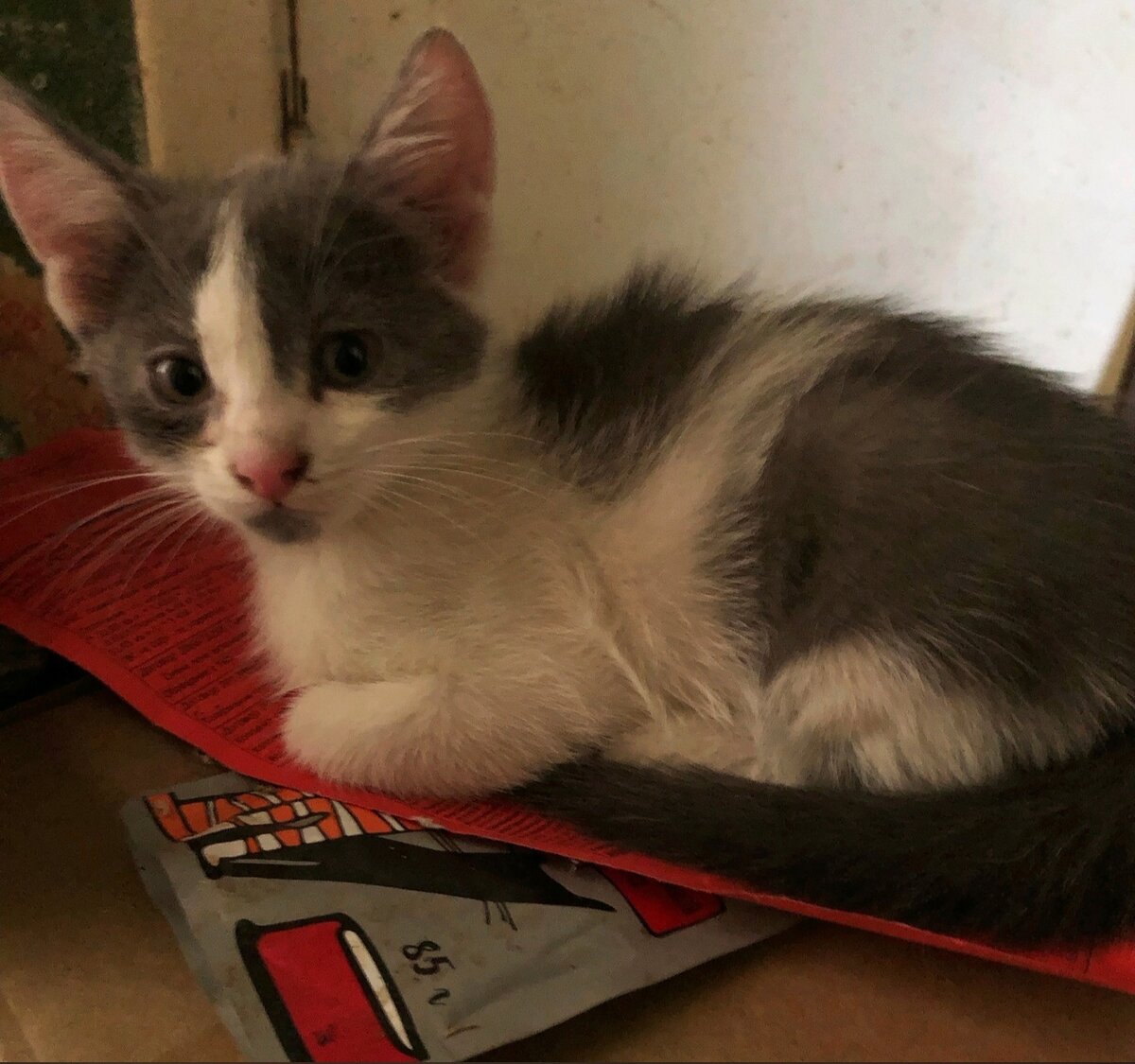 Таким Макс был, когда жил в захламлённой квартире