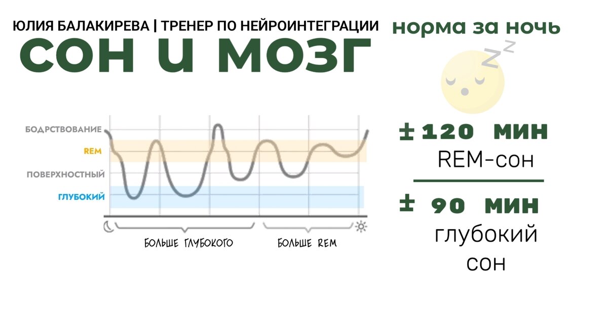 Rem фаза сна что. Фазы сна по часам. Фазы сна для сов.