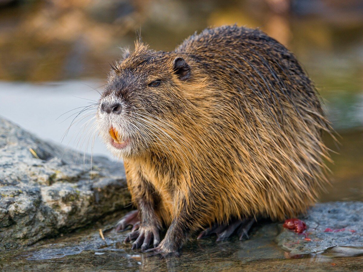 Стоковые фотографии по запросу Capybara eat