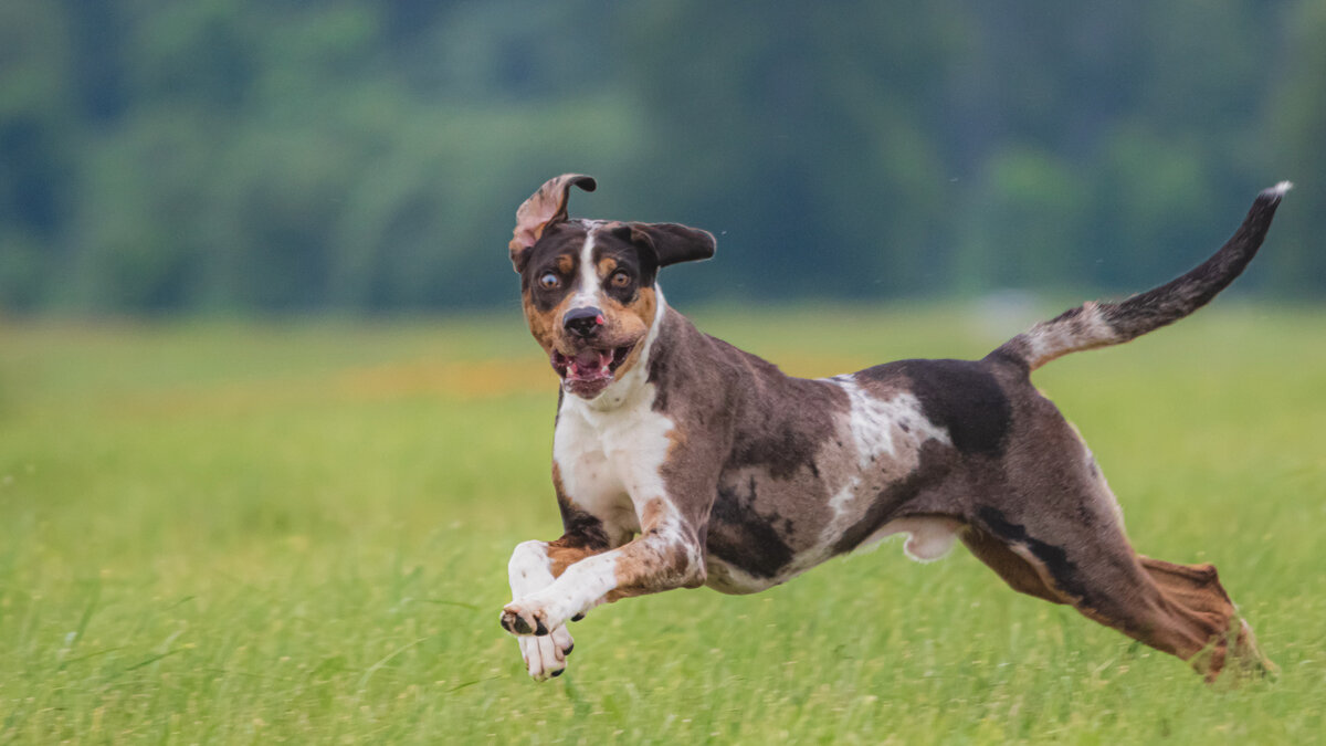 Активные физические упражнения во время ежедневных прогулок жизненно необходимы. Фото Aleksandr Tarlõkov/Pixabay