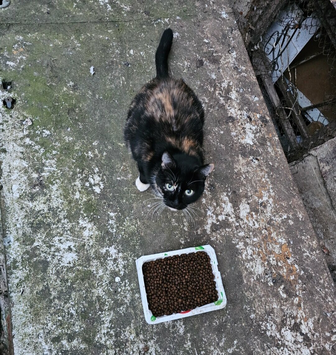 Выжившая киса, уже в положении