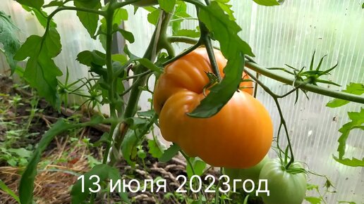 Спеют крупноплодные томаты 13 июля 2023 год.