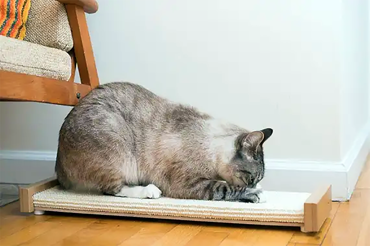 Как отучить драть диван. Scratching Post for Cats. A Cat in the Flat. Cat is scratching. Пленка на диван от когтей кота.