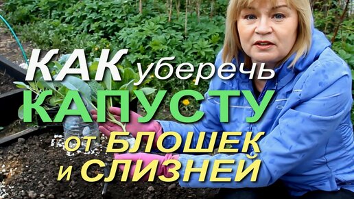 Download Video: Посадка рассады КАПУСТЫ в открытый грунт!