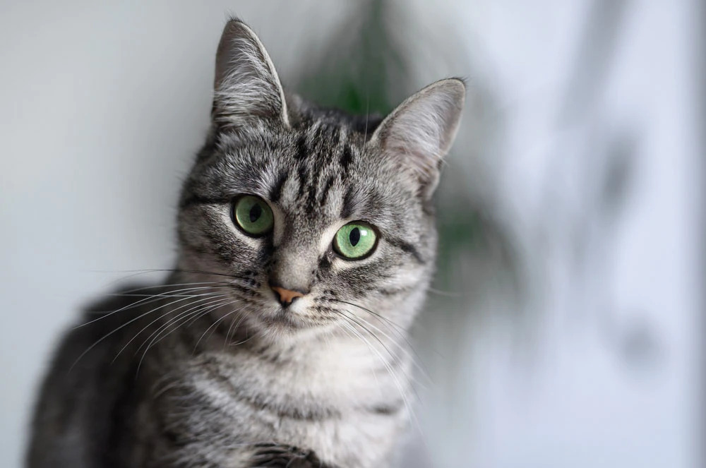 https://www.purina.ru/cats