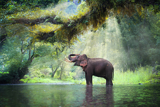 типичный Тай, источник: istockphoto.com