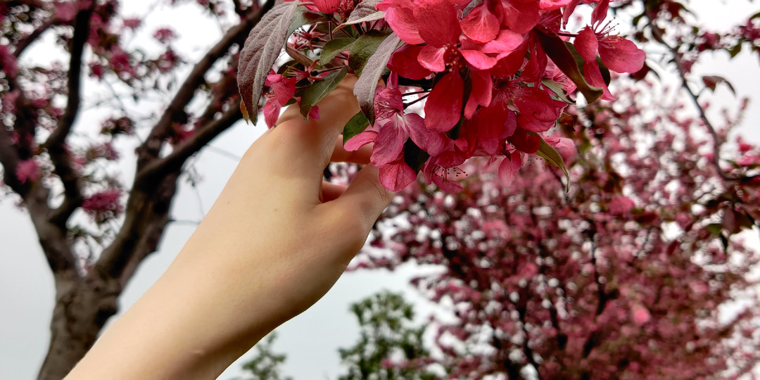 АНОНСЫ НА АПРЕЛЬ: ЗЕЛЕНЫЕ ВЫСТАВКИ, ЯРМАРКИ РАСТЕНИЙ, ЦВЕТОЧНЫЕ МАРКЕТЫ И СВОПЫ (Питер, Москва, Нижний Новгород, Ярославль)