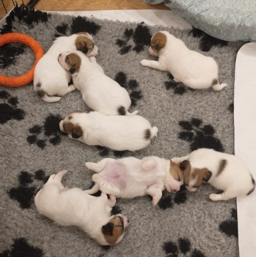 щенки Джек рассел терьера жесткошерстные 