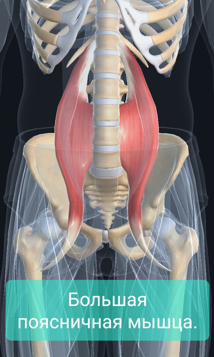 Большая поясничная мышца анатомия