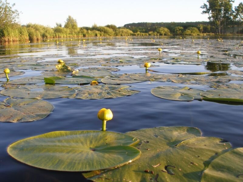 Один из природных культовых центров средненизовых чувашей - озеро Аль