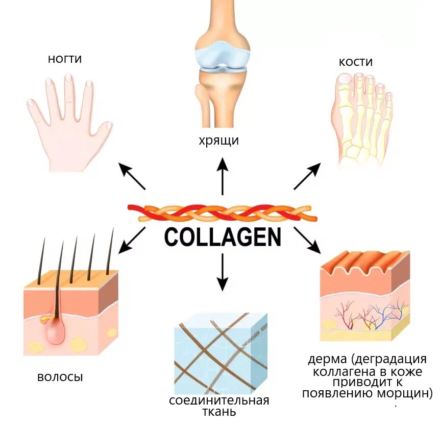 на что влияет коллаген