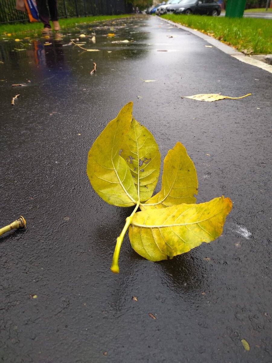 Лист на асфальте