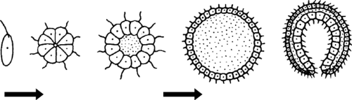 Гипотеза фагоцителлы мечникова. Возникновение эволюции многоклеточности. Преимущества многоклеточности. Теория фагоцителлы мечникова. Теория фагоцителлы мечникова.