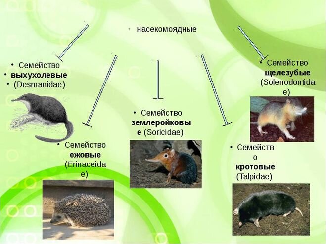 представители насекомоядных